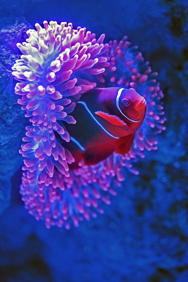 Underwater Corals