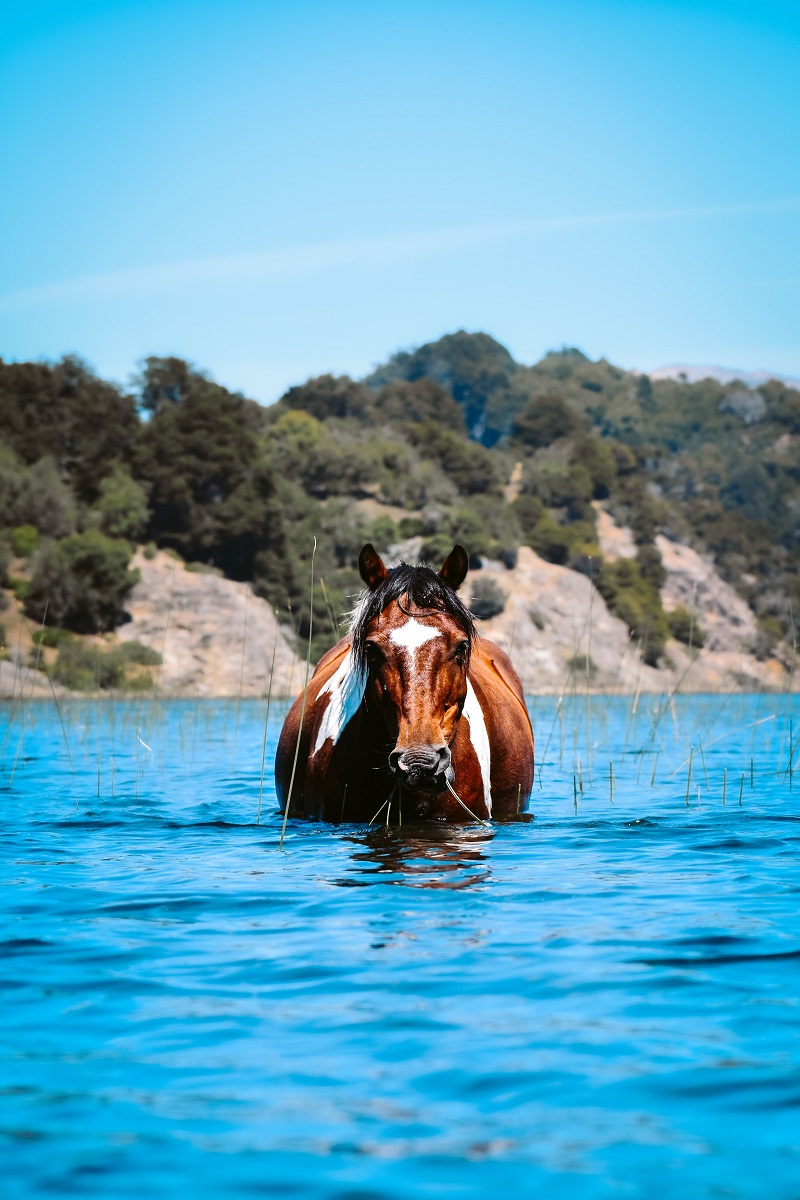 Swimming with horses